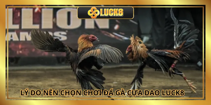 Đá gà cựa dao với trực tiếp chất lượng tại Luck8
