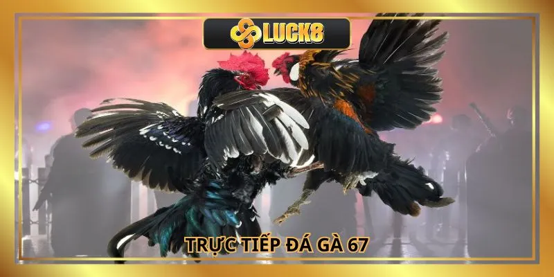 Trực Tiếp Đá Gà 67: Tận Hưởng Trận Đấu Chất Lượng Tại Luck8